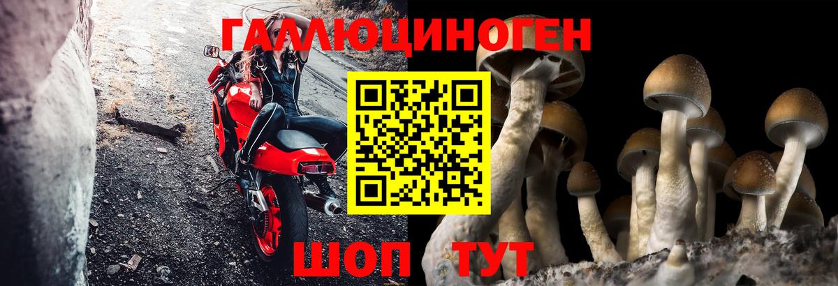 Псилоцибиновые грибы Cubensis  Вход с VPN  Камышин 